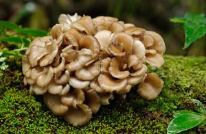 Naturgreen® Maitake Mushroom Complex