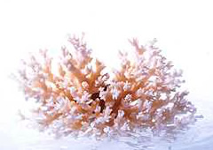 Marine Coral Calcium 73 Plus 