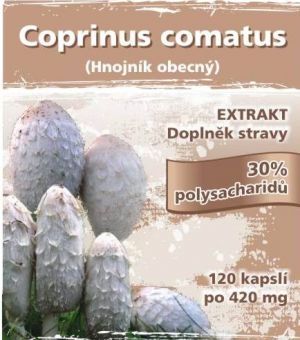 Coprinus comatus (Hnojník obecný)